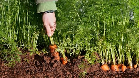 Wie Man Karotten Anbaut Und Ernten Kann